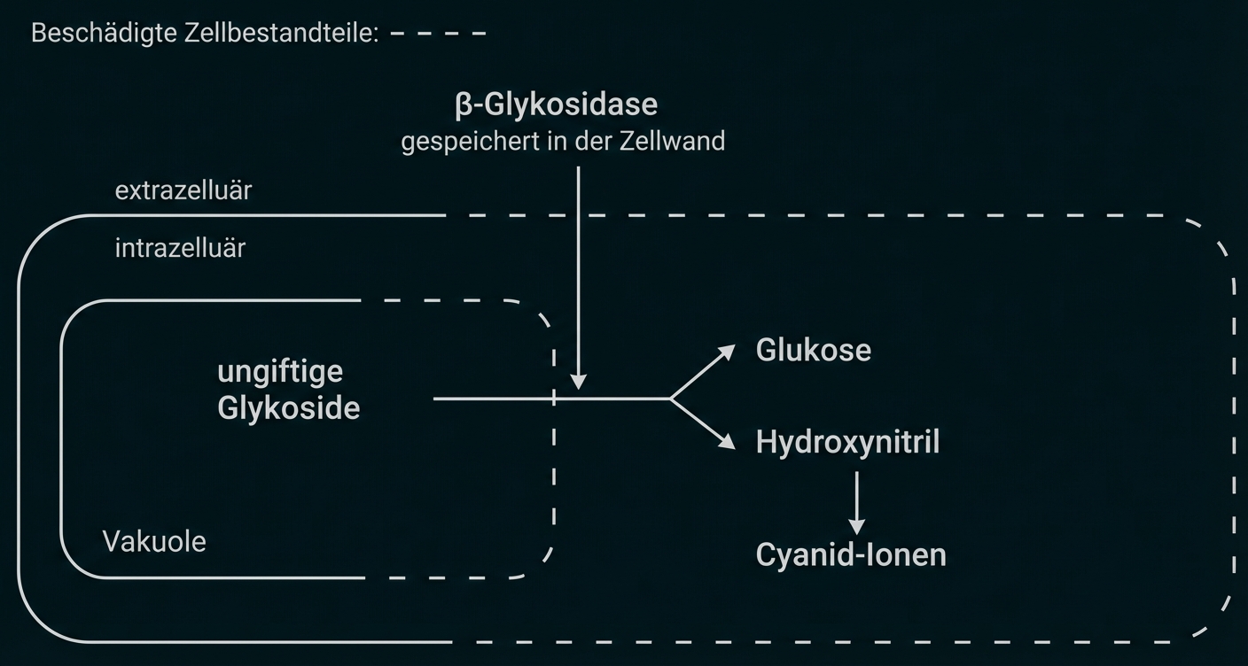Diagramm: beschädigte Pflanzenzelle; Glykoside in Vakuole werden zu Glukose, Hydroxynitril und Cyanid.